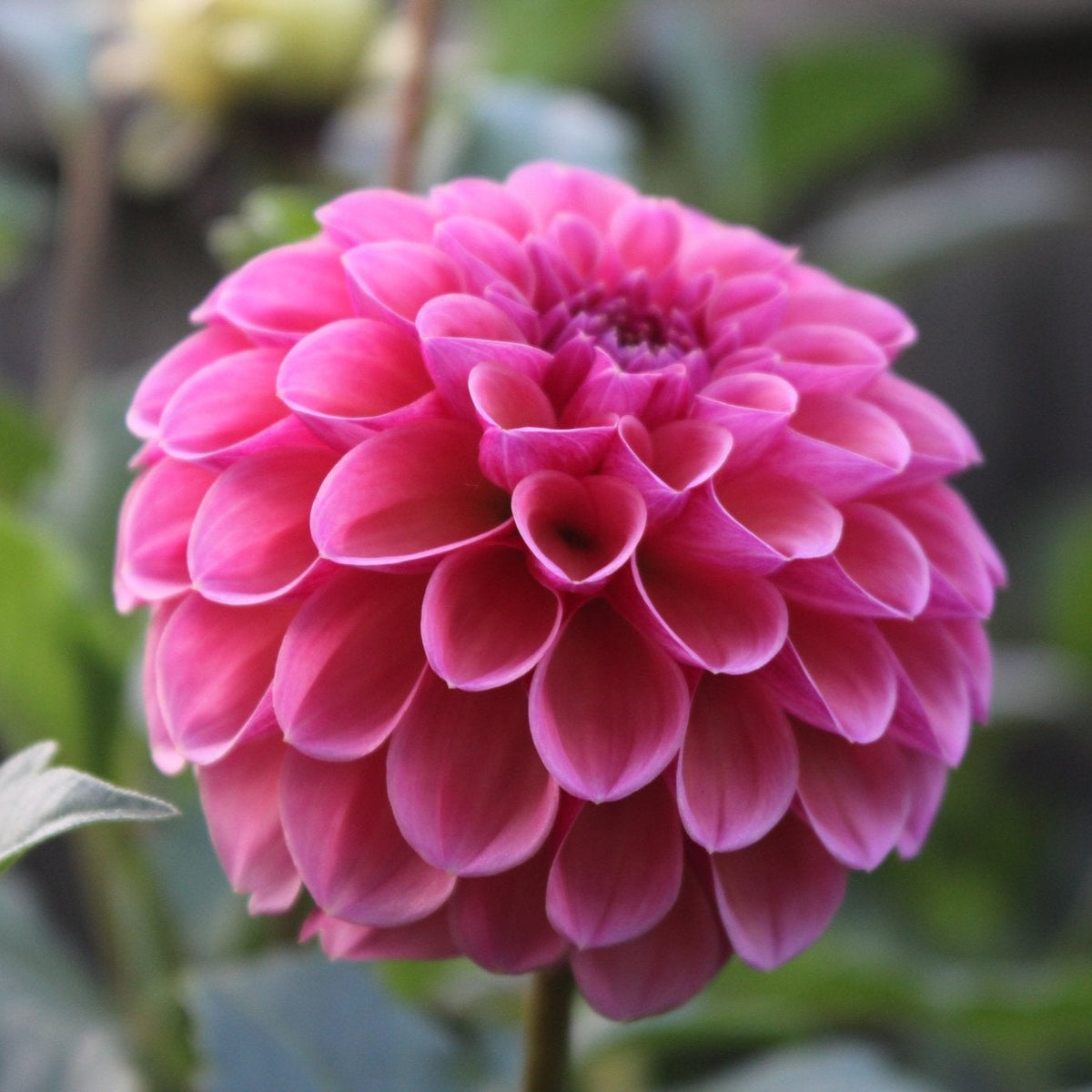 RM Berry Kiss - Freese Flower Farm