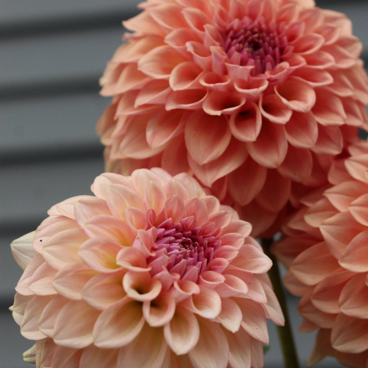 RM Cinnamon - Freese Flower Farm