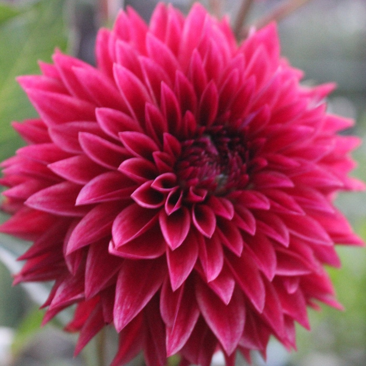 RM Dragon's Blood - Freese Flower Farm
