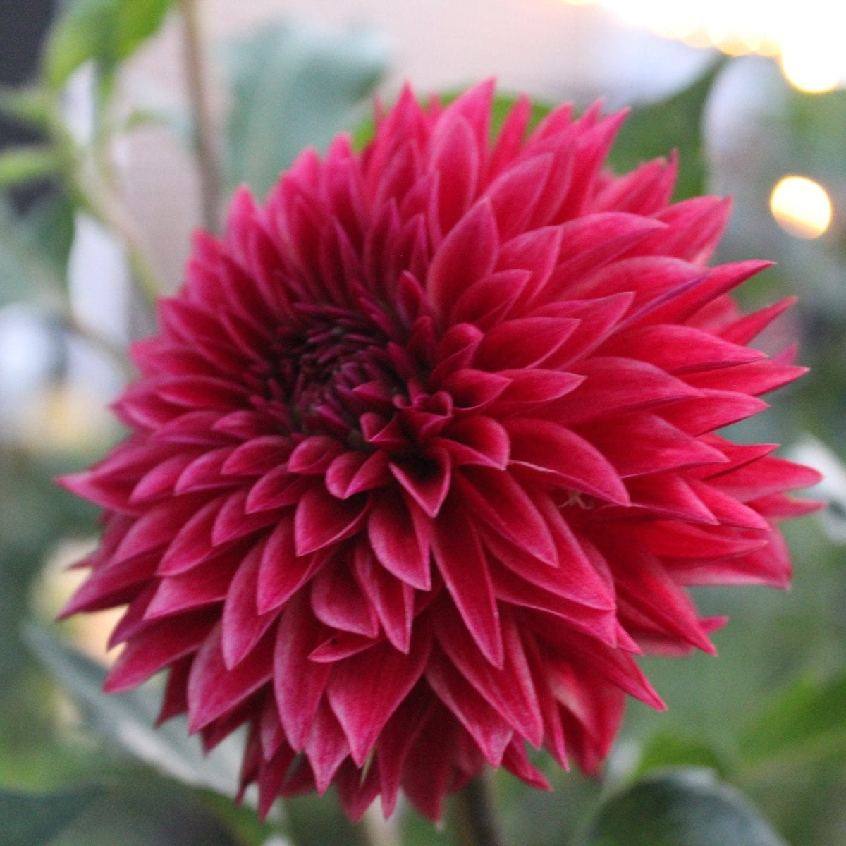 RM Dragon's Blood - Freese Flower Farm