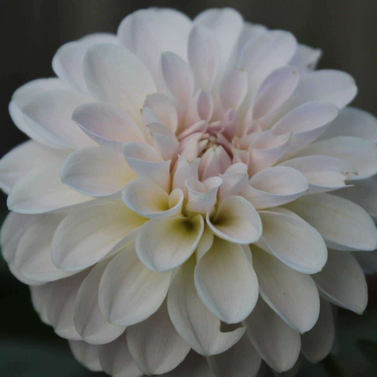RM Hannah Jo - Freese Flower Farm