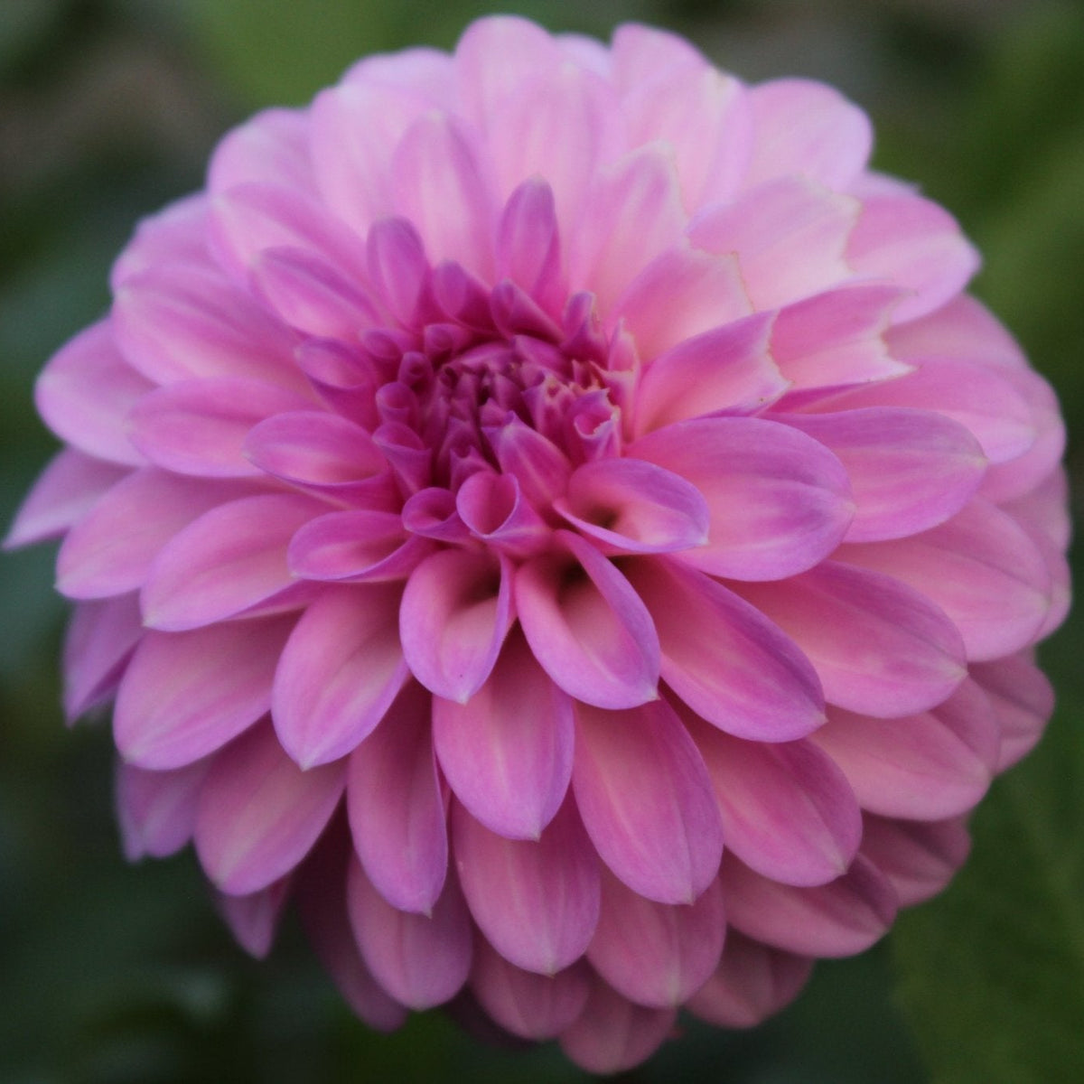 RM Moonlight - Freese Flower Farm