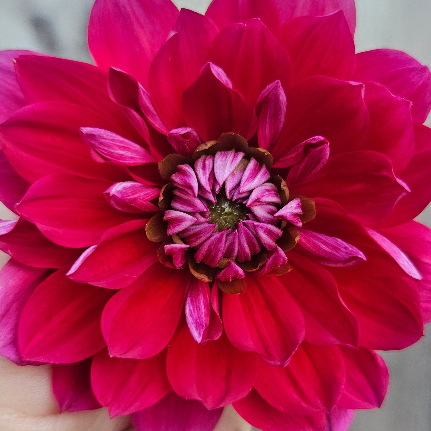 R Mona - Freese Flower Farm