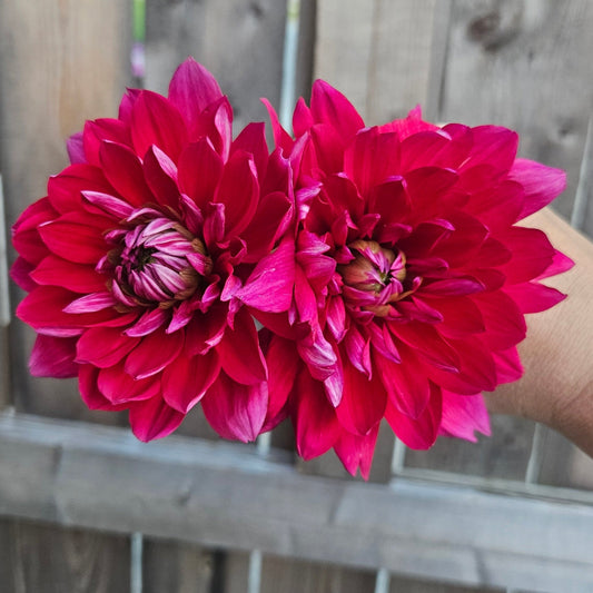 R Mona - Freese Flower Farm