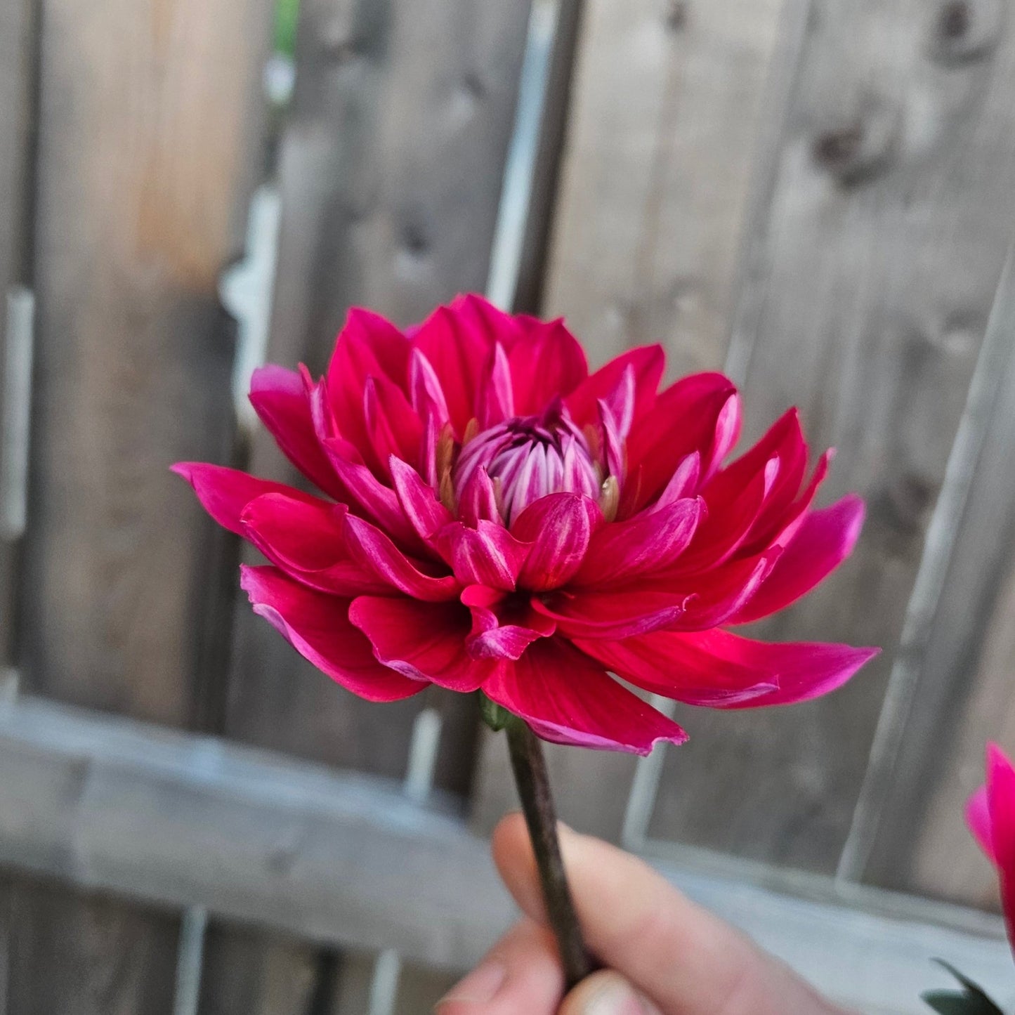 R Mona - Freese Flower Farm