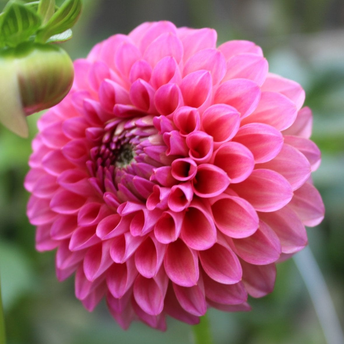 RM Party Popper - Freese Flower Farm