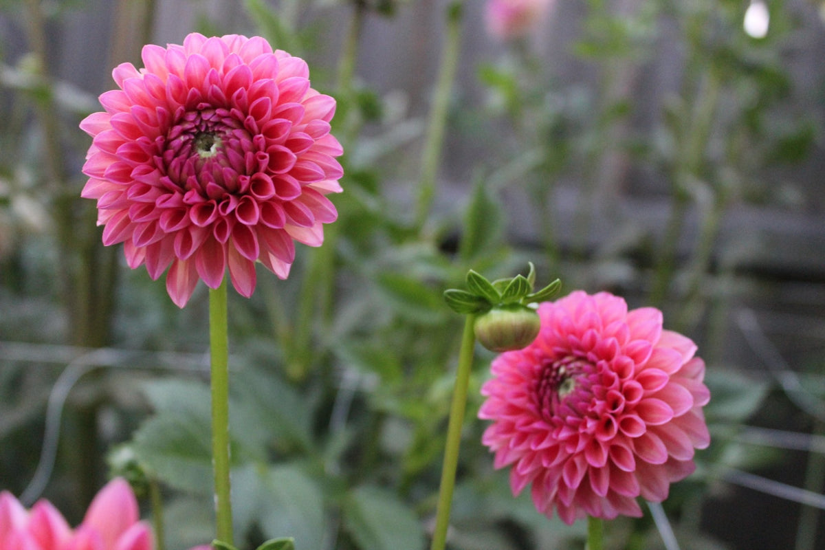 RM Party Popper - Freese Flower Farm