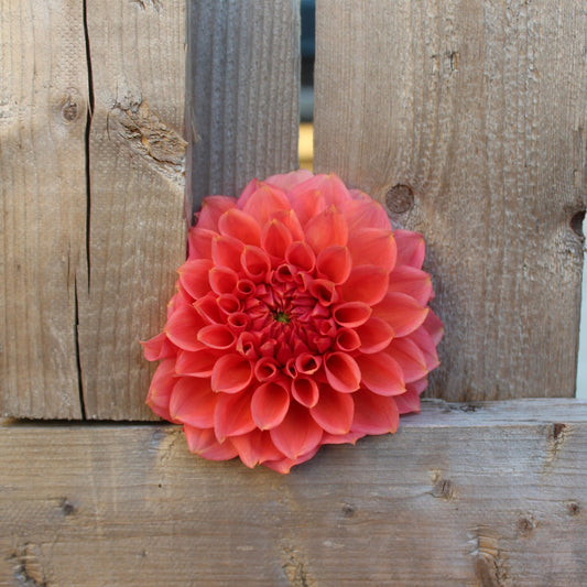 RM Pink Sugar - Freese Flower Farm