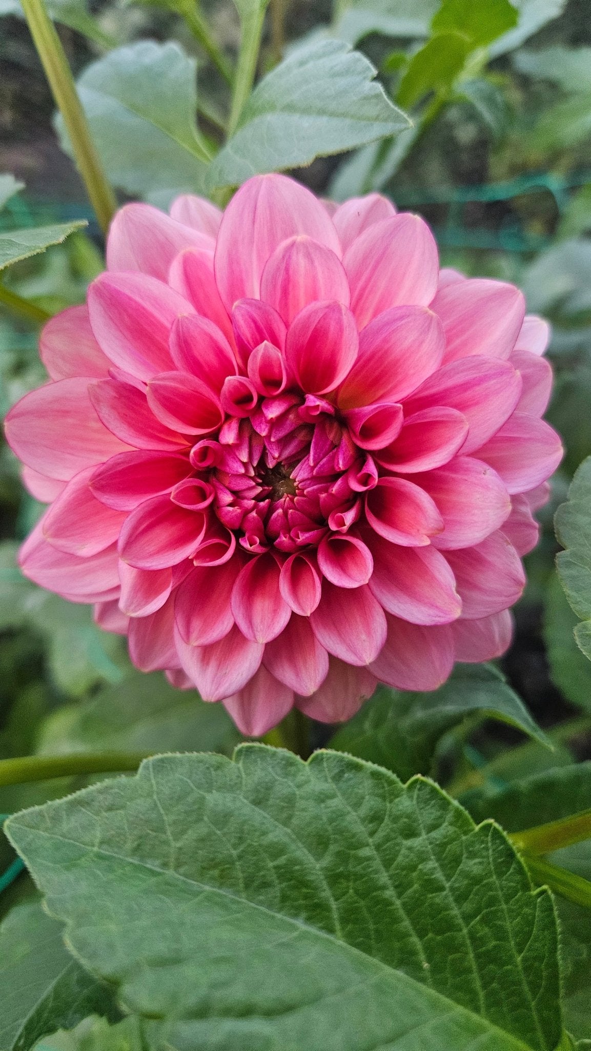 RM Pink Sugar - Freese Flower Farm