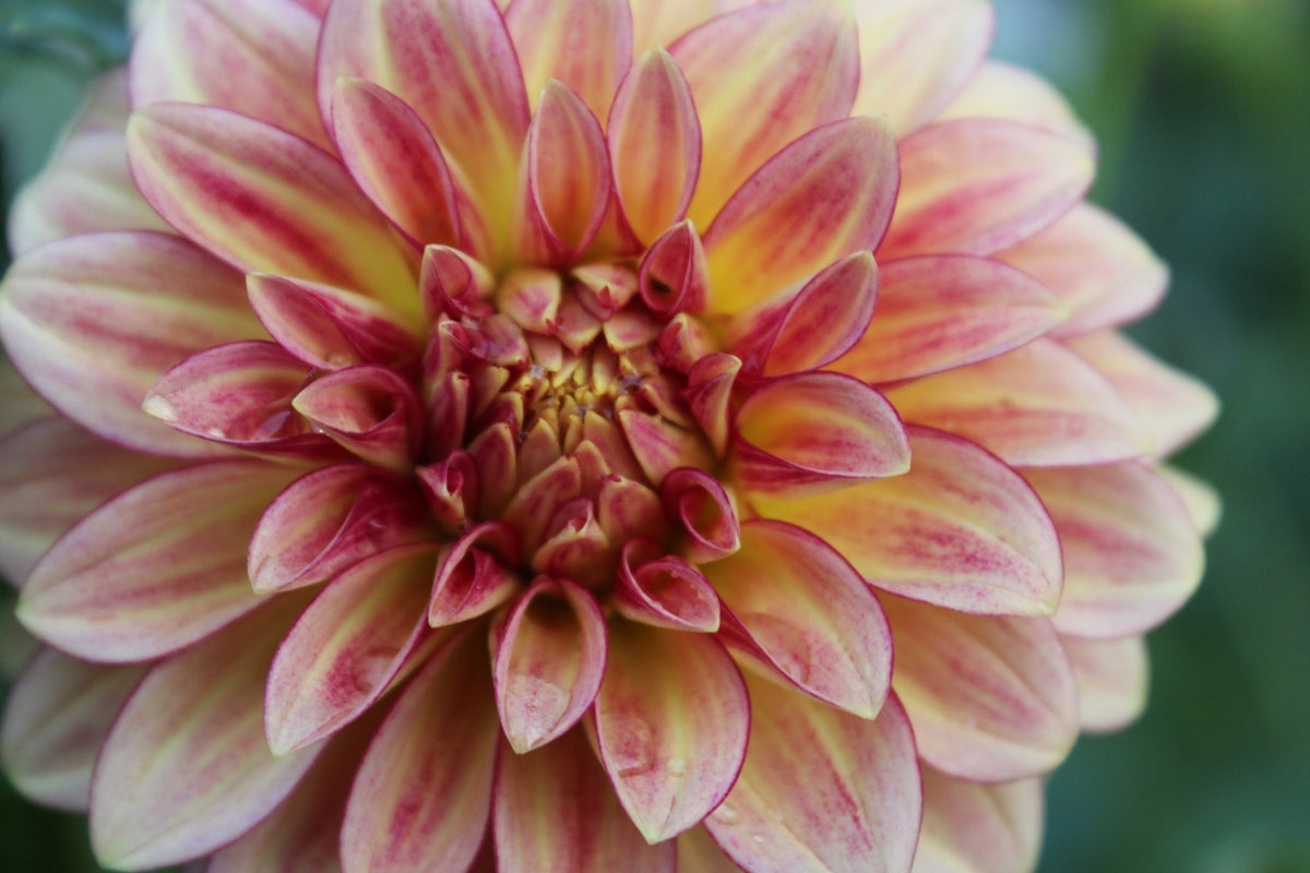 RM Raspberry Twinkle - Freese Flower Farm