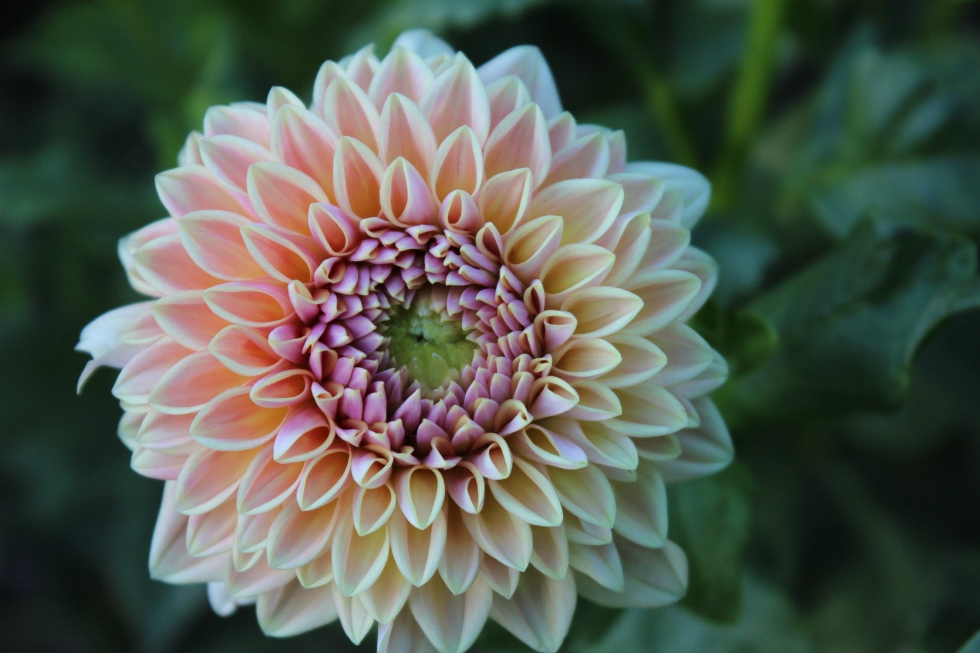 RM Summer Haze - Freese Flower Farm