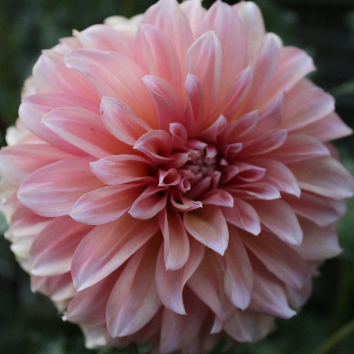 RM Whirligig - Freese Flower Farm