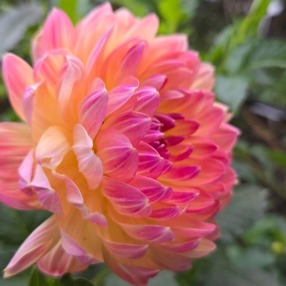 Pam Howden - Freese Flower Farm