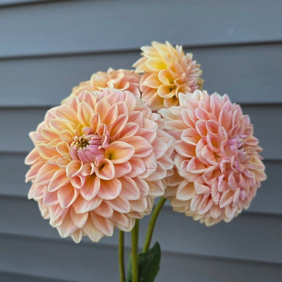 RM Summer Haze - Freese Flower Farm
