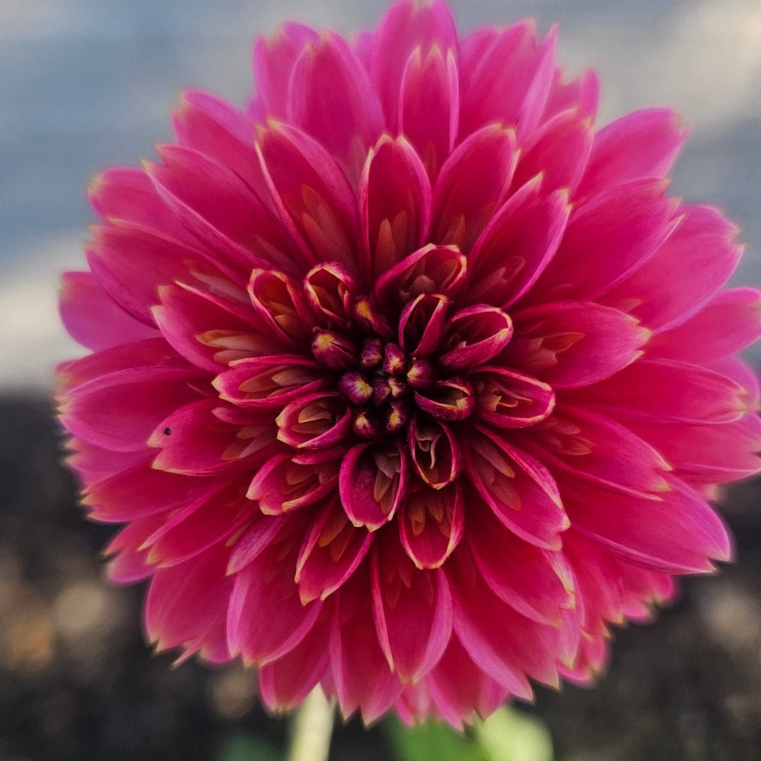 Alyshia - Freese Flower Farm