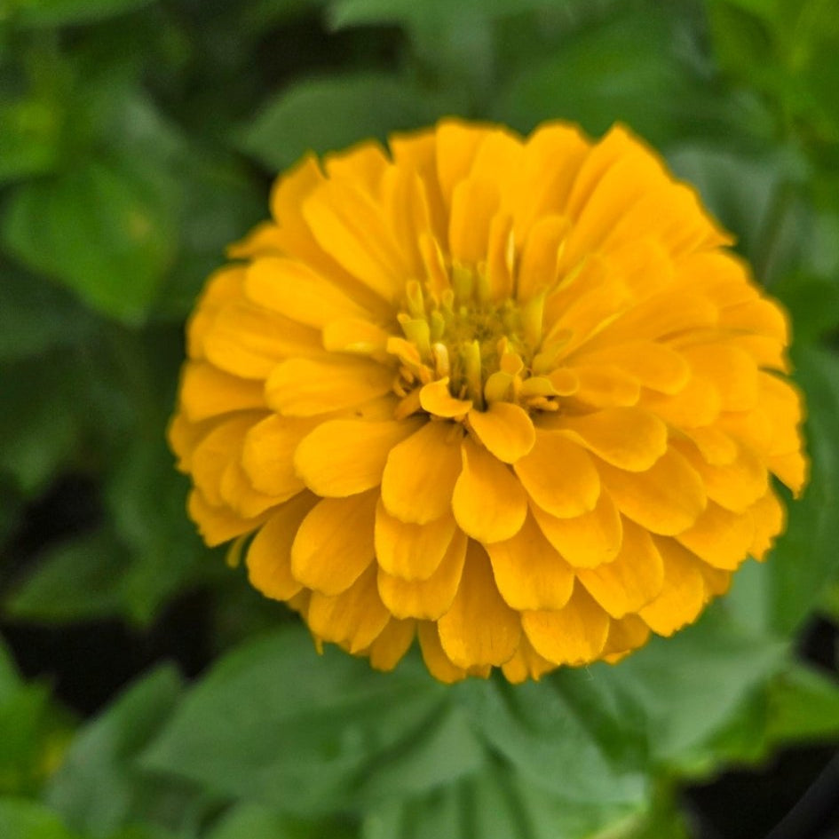 Zinnias, Giant Gold - Freese Flower Farm