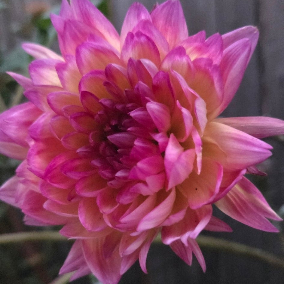 Kilburn Glo - Freese Flower Farm