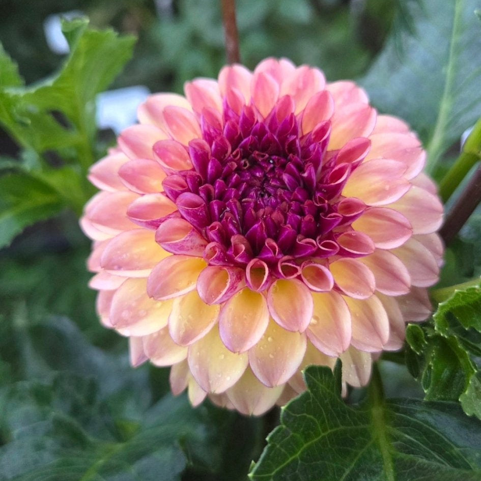 Ferncliff Thunder - Freese Flower Farm