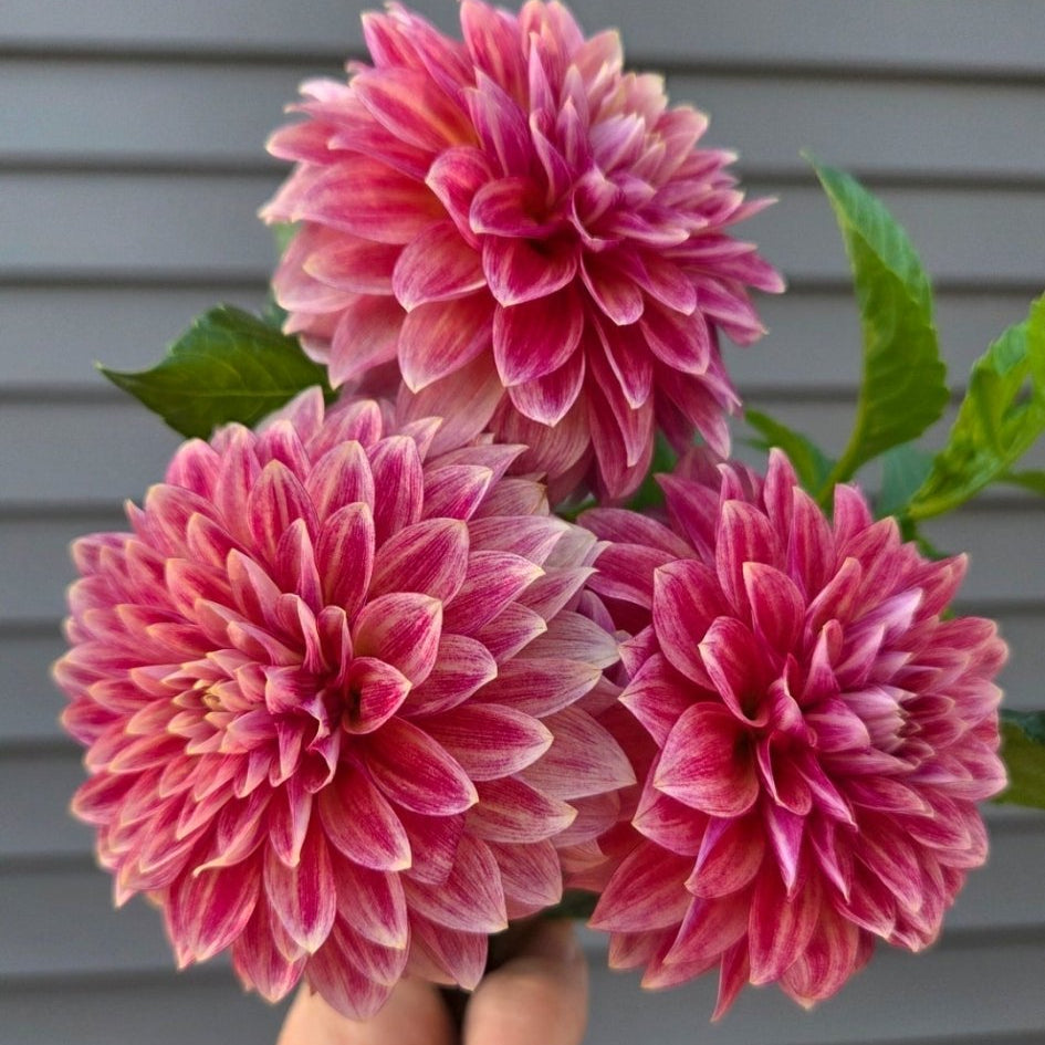 RM Smokeshow - Freese Flower Farm