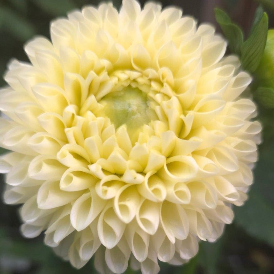 Irish Moon - Freese Flower Farm