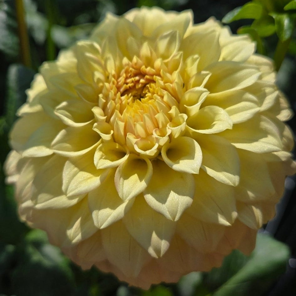 Bracken Glenda - Freese Flower Farm