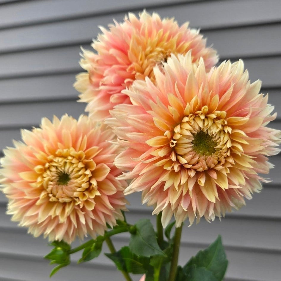 Lee's Apricot Fizz - Freese Flower Farm