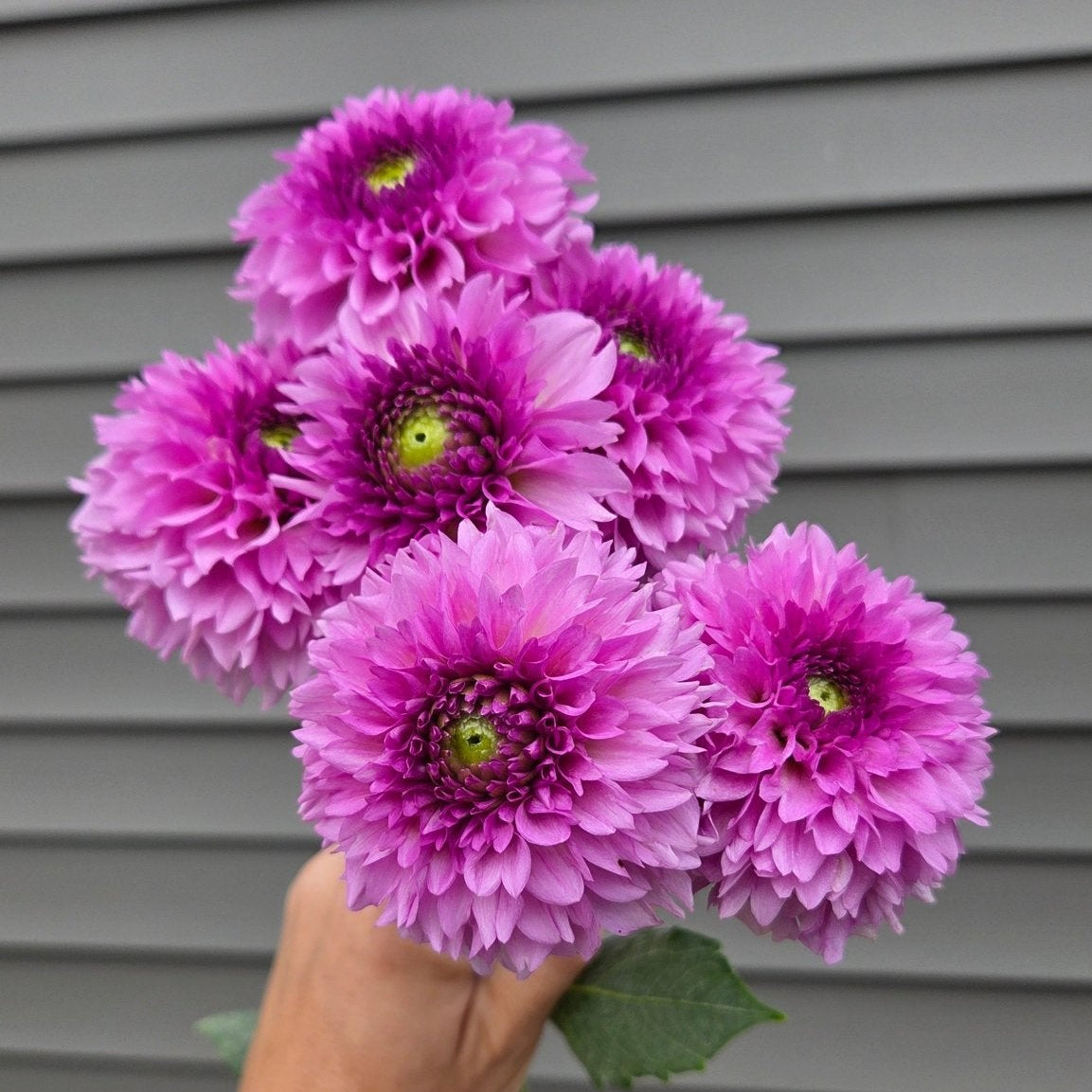 Ferncliff Pincushion - Freese Flower Farm