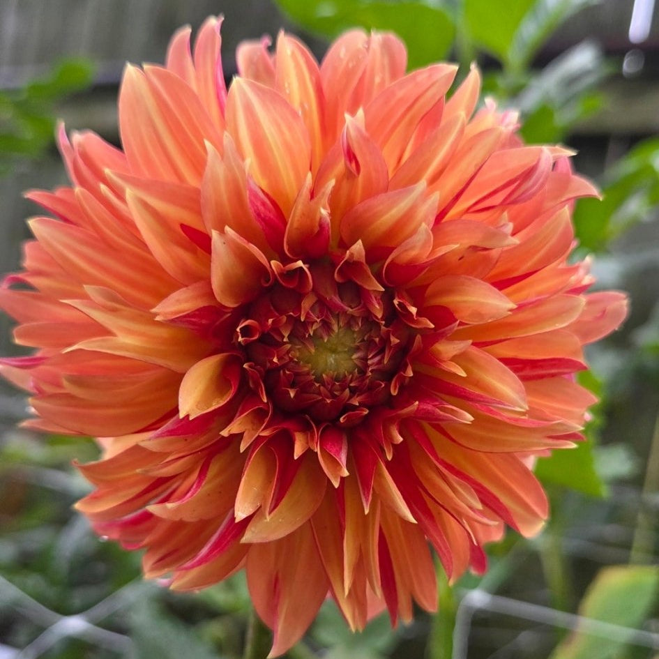 River's Phoenix - Freese Flower Farm