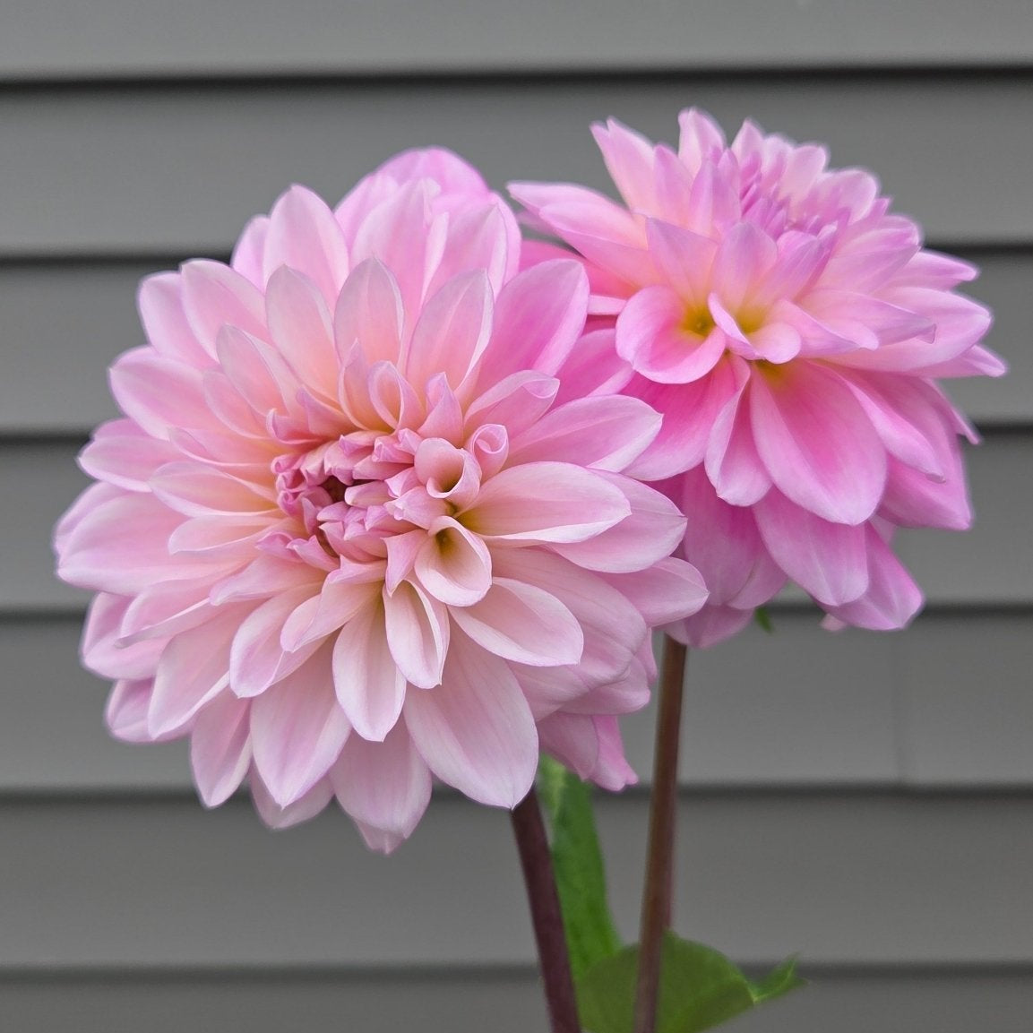 ROE Violetta - Freese Flower Farm