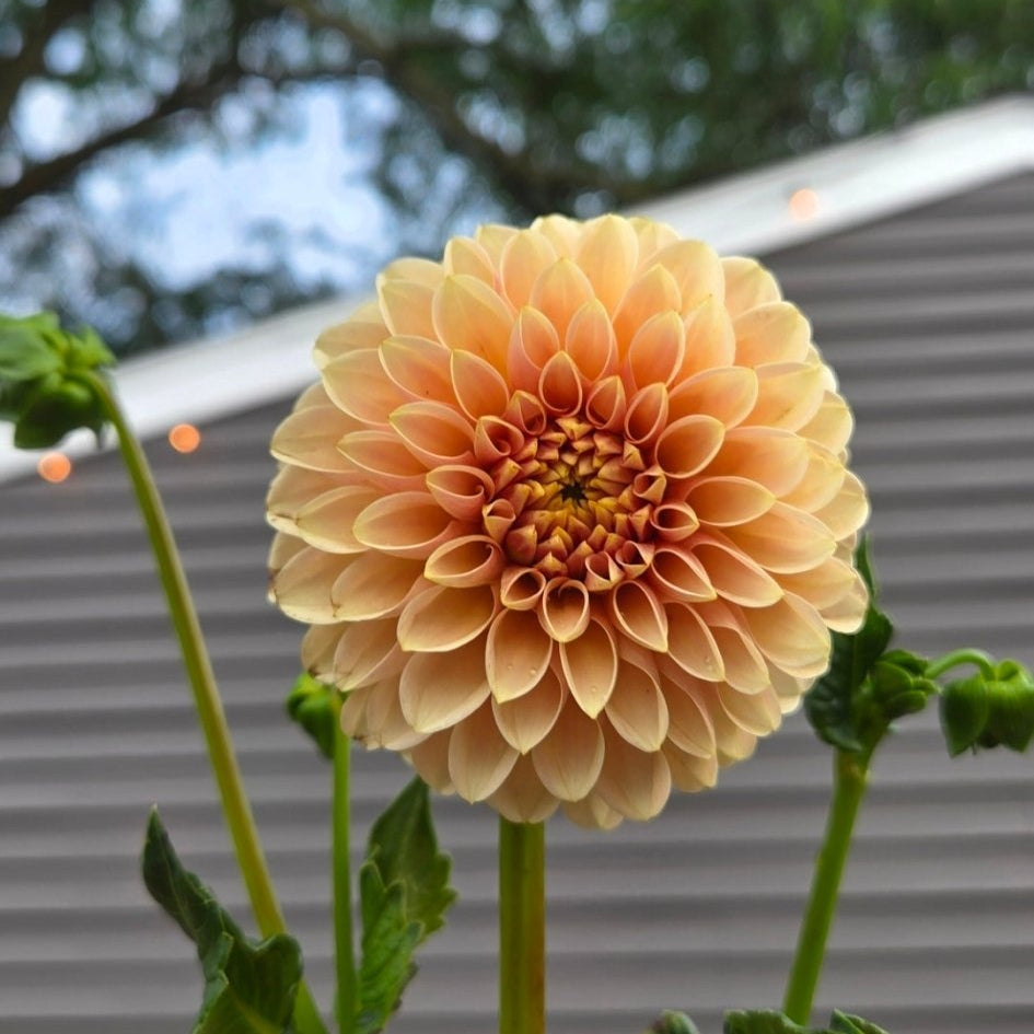 Levi's Cantaloupe - Freese Flower Farm