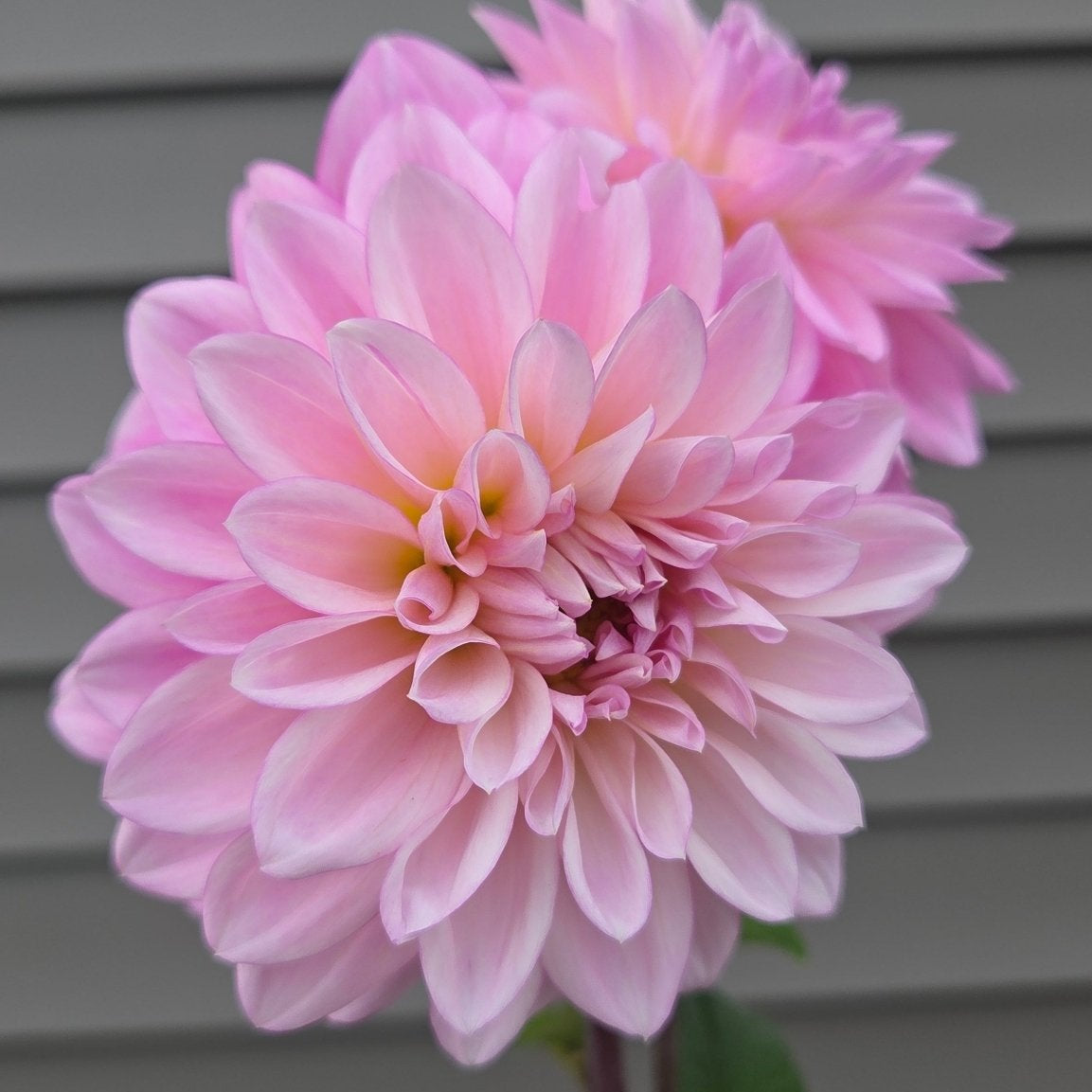 ROE Violetta - Freese Flower Farm