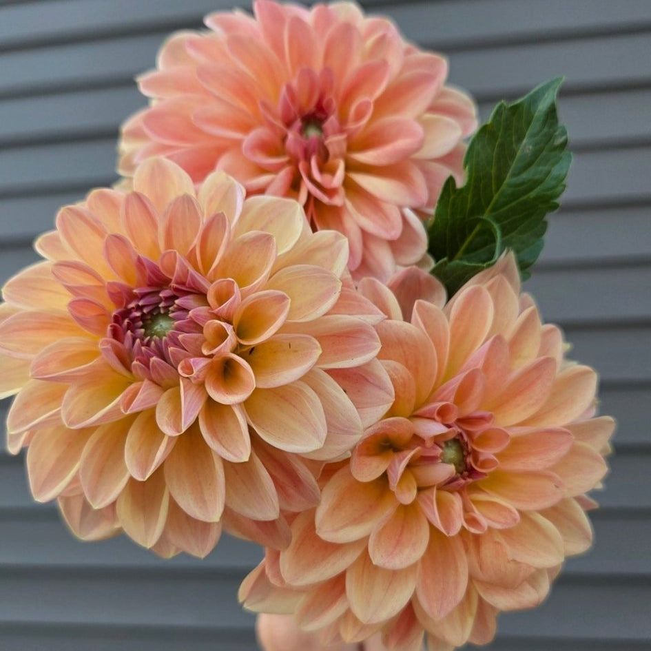 Country Charm - Freese Flower Farm