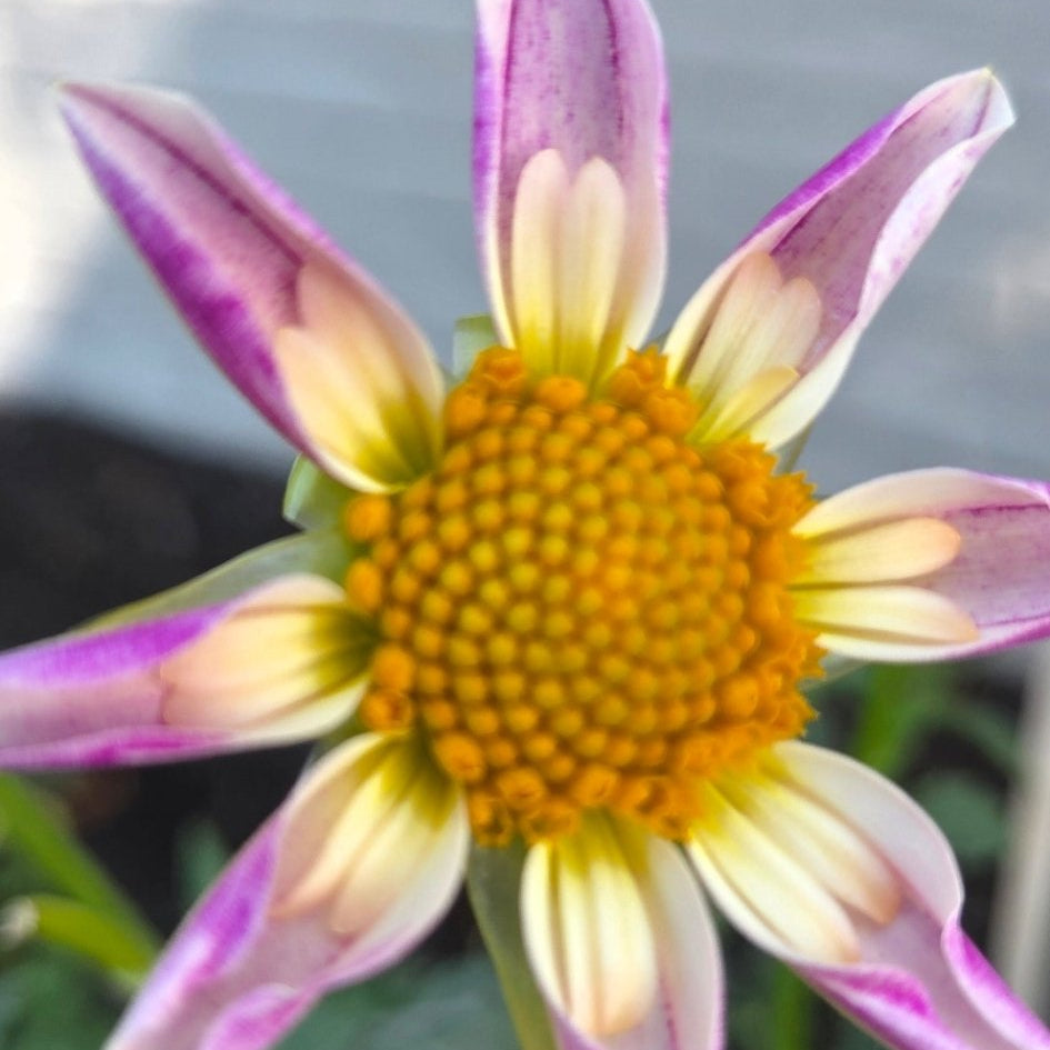 Rae Ann's Pollux - Freese Flower Farm