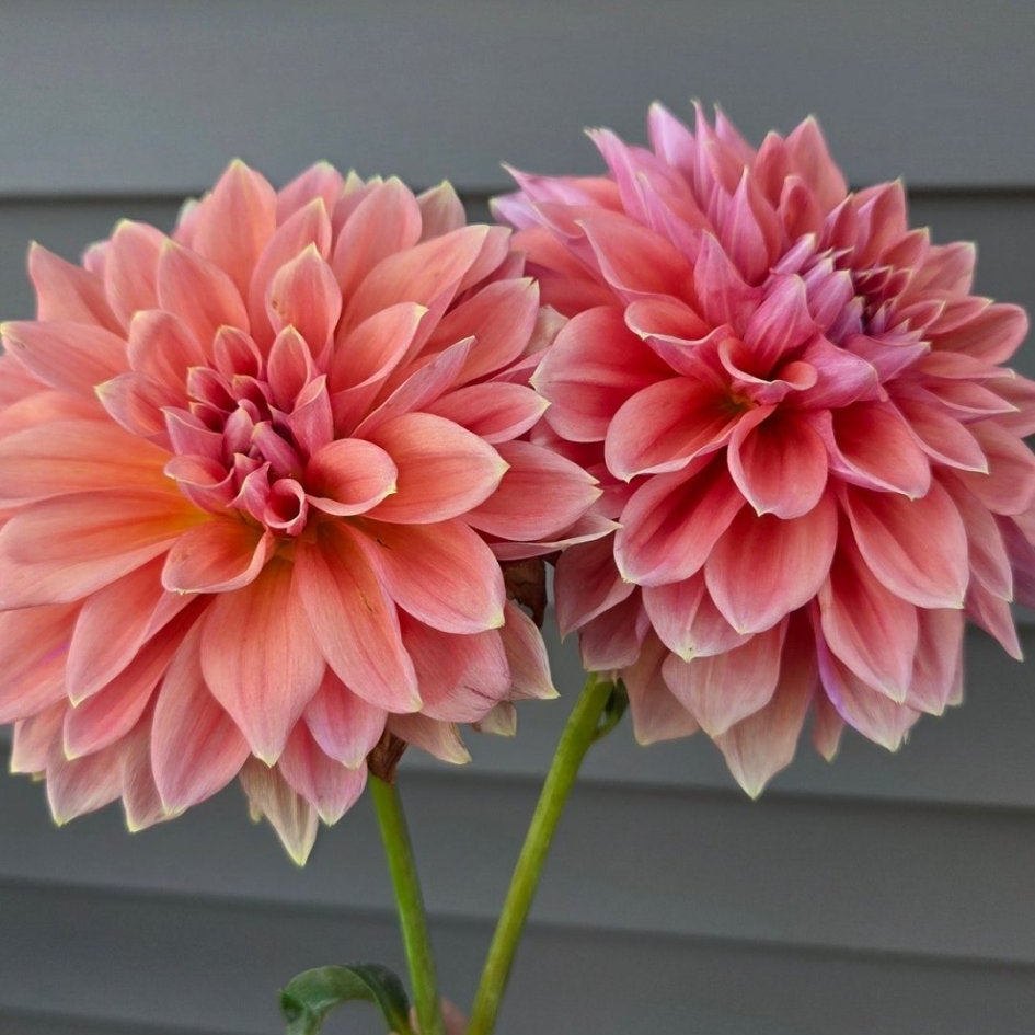RM Coral Treasure - Freese Flower Farm