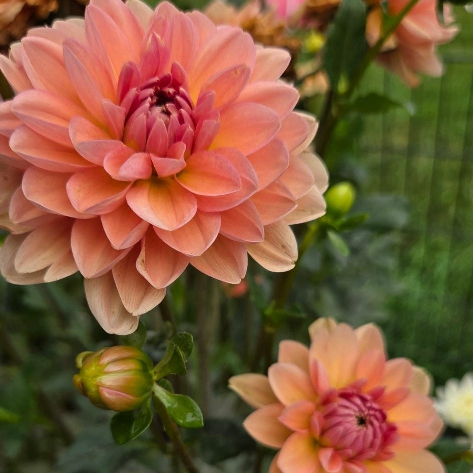 Yelno Harmony - Freese Flower Farm