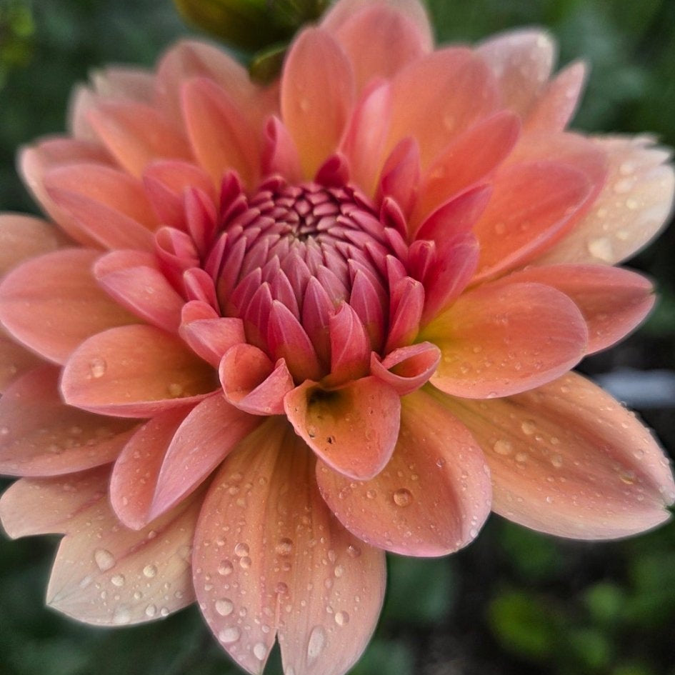 Yelno Harmony - Freese Flower Farm