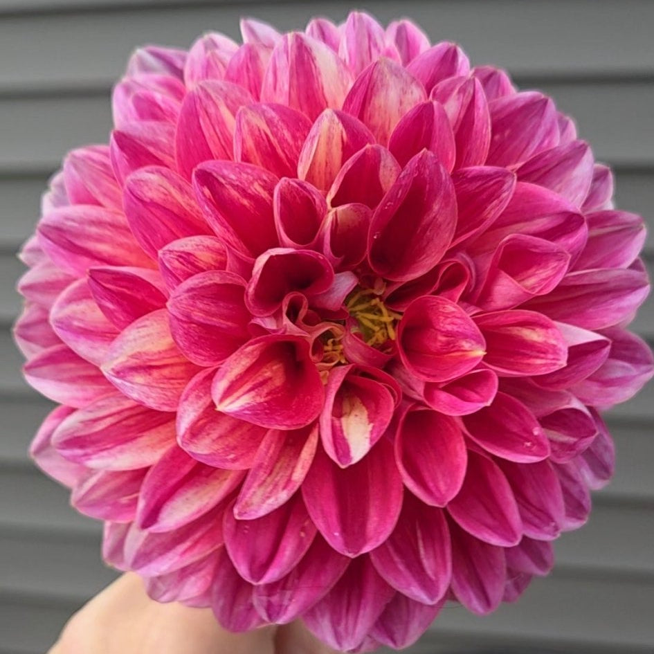 Honeydew Sport - Freese Flower Farm