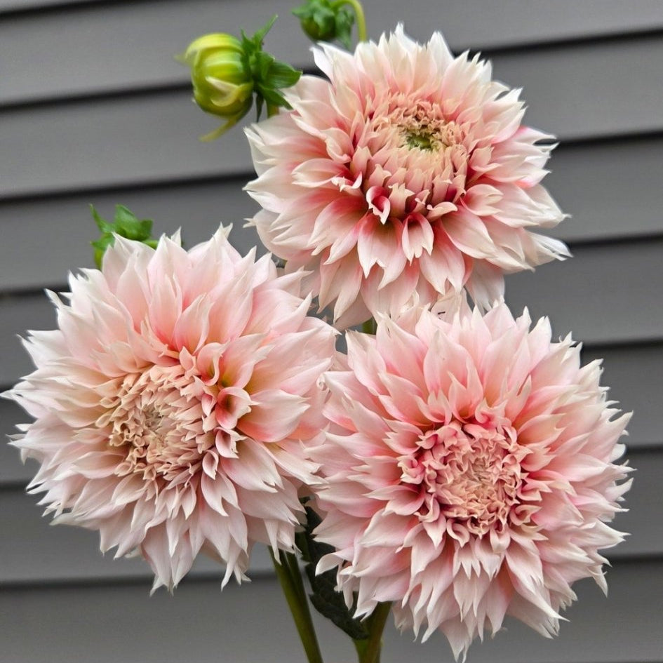 Lee's Fizzy Lizzy - Freese Flower Farm