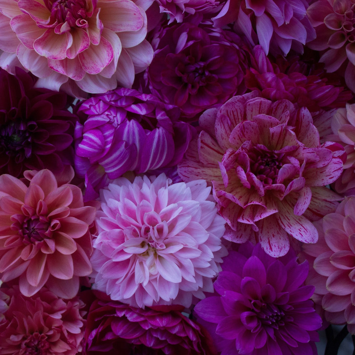 Dahlia seeds, Mix of Fully Double - Freese Flower Farm