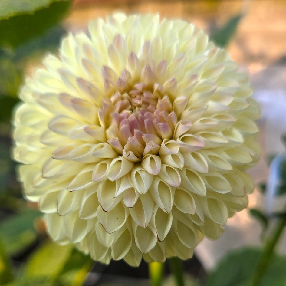 Jamie's Lucky Number 7 - Freese Flower Farm