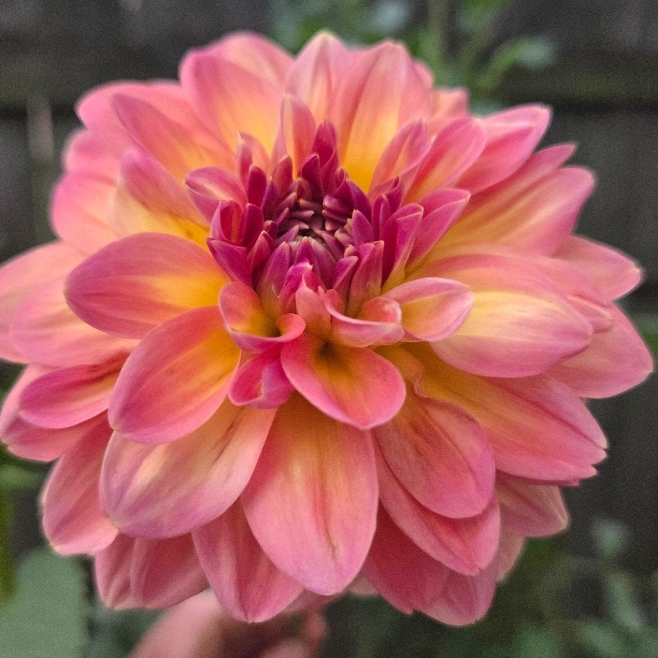 Lee's Pastelly - Freese Flower Farm