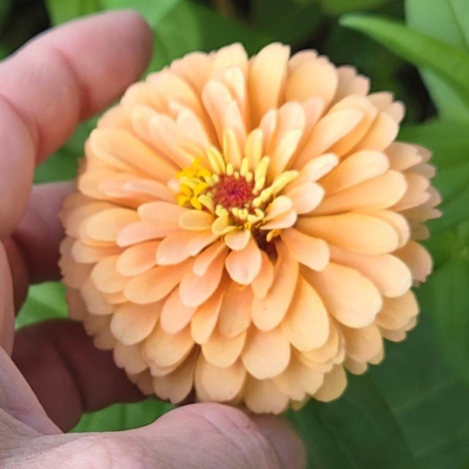 Zinnia, Golden Hour - Freese Flower Farm