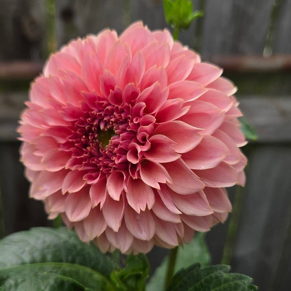 KA's® Coral Sea - Freese Flower Farm