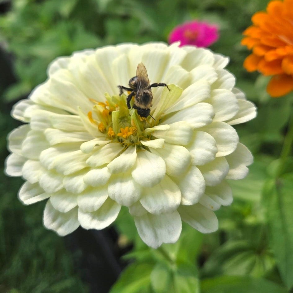 Zinnias, White - Freese Flower Farm