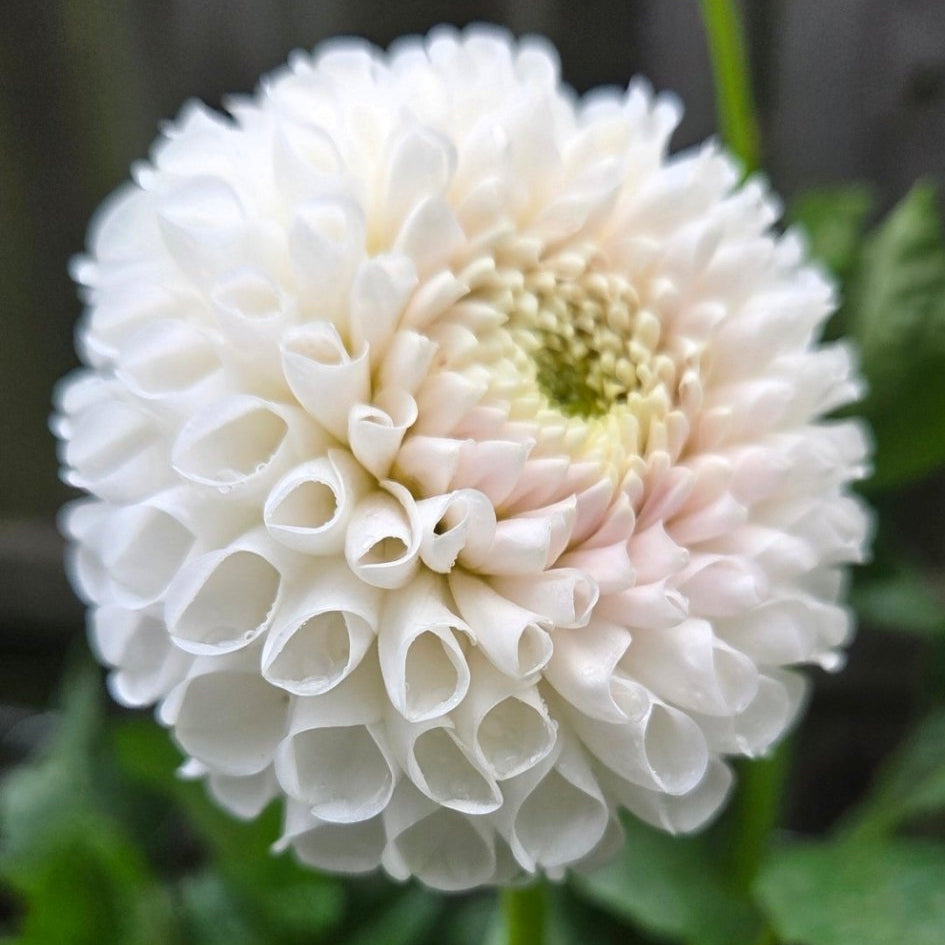 Ms. Beth - Freese Flower Farm