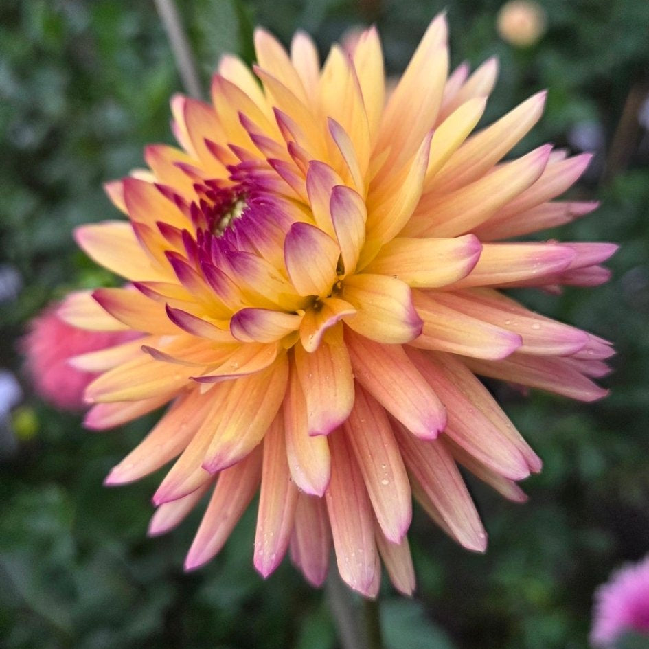 River's Jenny - Freese Flower Farm