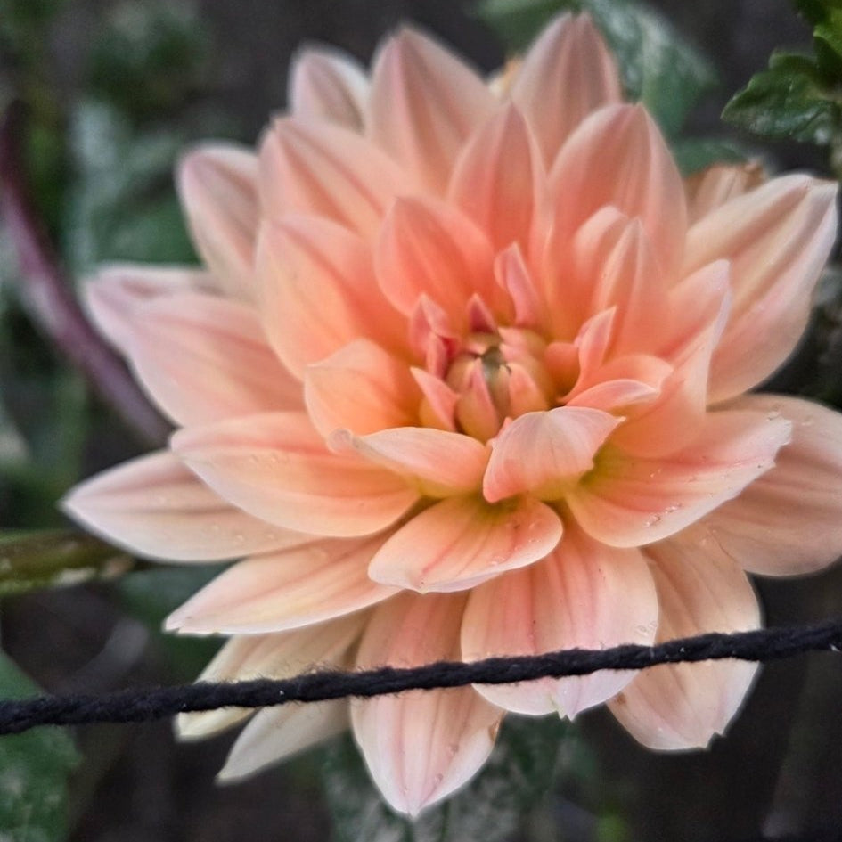 Mak's Georgia - Freese Flower Farm