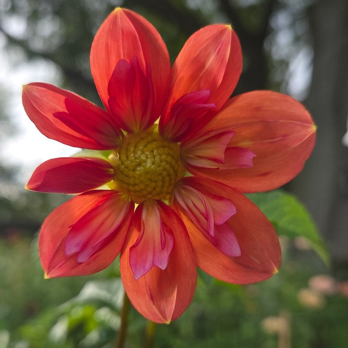 Giggles - Freese Flower Farm