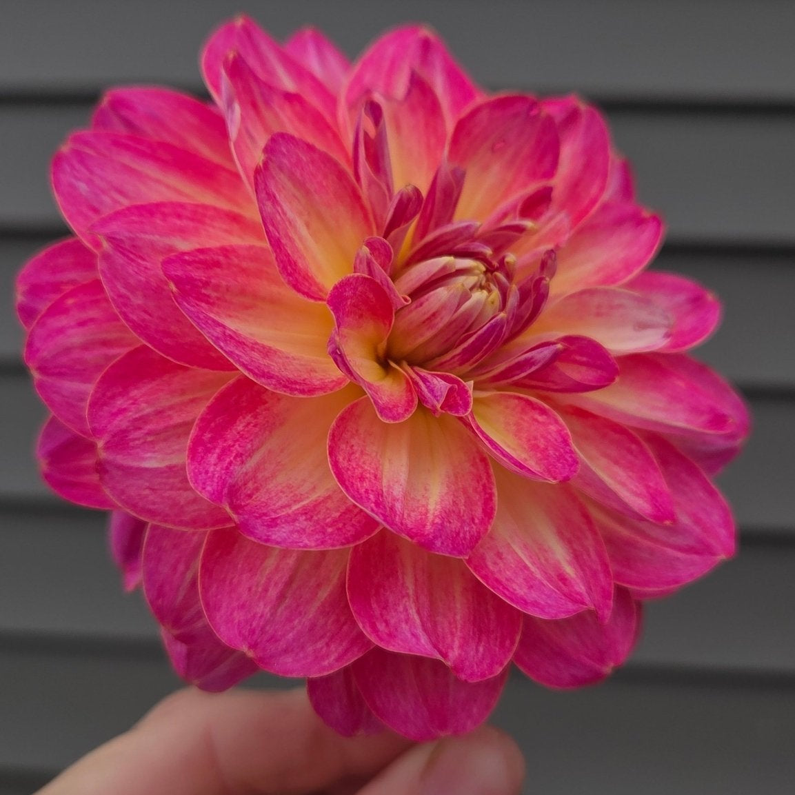 Umpqua Sunrise - Freese Flower Farm