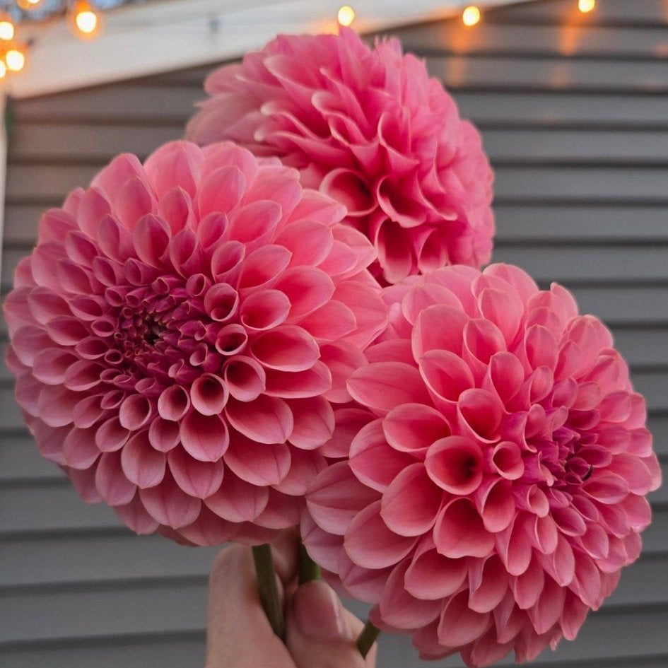 RM Mauvelous - Freese Flower Farm